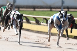 Bendigo Cup Heats Preview: Bills Back a Dark Horse