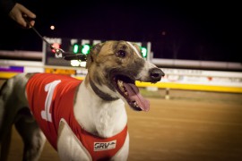 TRYING TO FIND A WINNER ON BENDIGO CUP NIGHT?