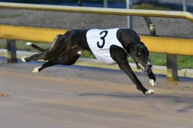 VIDEO: Bendigo Cup Interviews – Heats 1 to 4