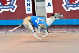 Cosmic Heir set to shine in Bendigo Cup