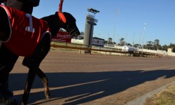 2017 Group Two Triple M Bendigo Cup insights