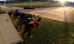 Victoria’s finest greyhounds flock to Bendigo for Cup