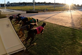 Victoria’s finest greyhounds flock to Bendigo for Cup