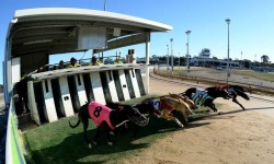 Bendigo Cup field change