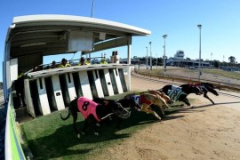 Bendigo Cup field change