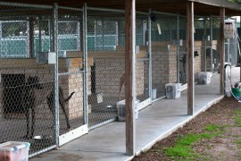 Bendigo Adoption Day postponed due to kennel cough at GAP Seymour