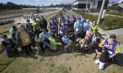 Bendigo Adoption Day finds new homes for 20 greyhounds