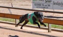 Nominations now open for Ready 2 Race Greyhound Sales