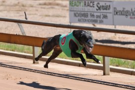 Nominations now open for Ready 2 Race Greyhound Sales