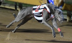 WA raider Vanderworp brilliant at Bendigo