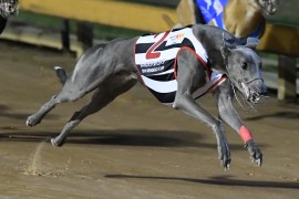 WA raider Vanderworp brilliant at Bendigo