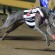 WA raider Vanderworp brilliant at Bendigo