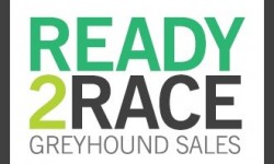 Ready 2 Race auction postponed until March 2021