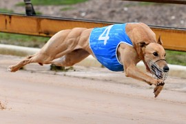 Crimson red hot in Bendigo Cup heats