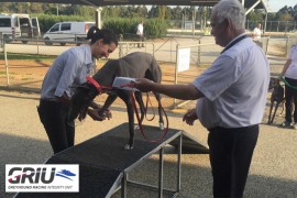 COVID-19: Changes to operational procedures around greyhound racing integrity