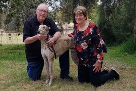 ‘He paid for my heart surgery’: A beautiful bond between greyhound and trainer