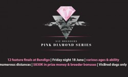 Preview of the inaugural Pink Diamond finals night