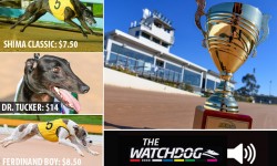 The Watchdog’s $50 ‘All In’ Bendigo Cup spend