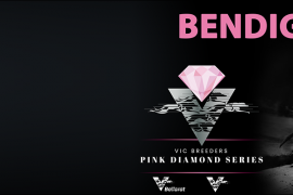 Bendigo Pink Diamond Series